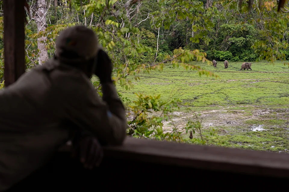 Guest watching western lowland gorillas at Imbalanga Baï near Camp Imbalanga, Odzala-Kokoua National Park, Republic of the Congo