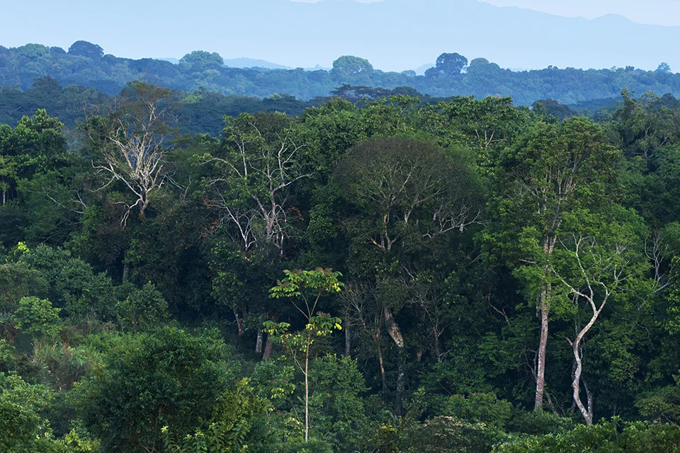 Lush rainforest canopy in Kibale National Park, Uganda