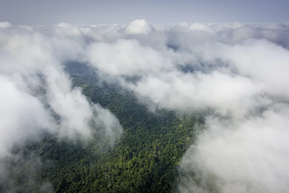 Aerial view of rainforest covered in mist in Odzala-Kokoua National Park, Republic of the Congo
