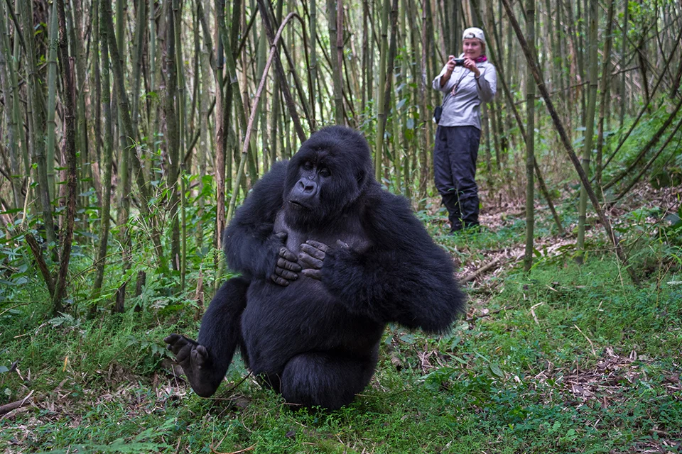 A mountain gorilla sits in a bamboo forest while a trekking visitor stands at a safe distance in the background, photographing the animal during a guided gorilla encounter