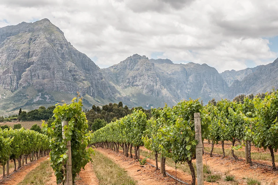 Vineyards beneath rugged mountains in the Cape Winelands, South Africa