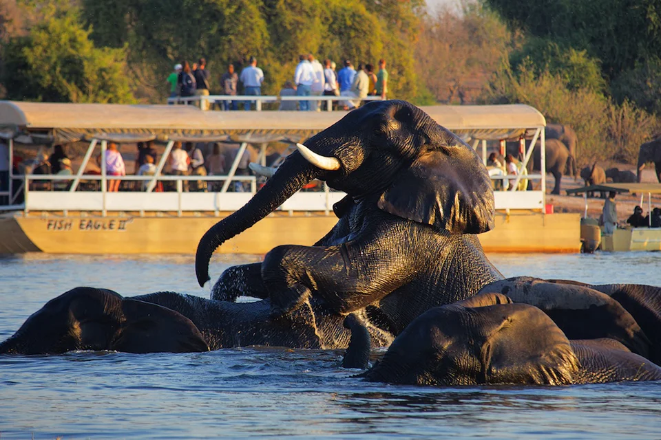 A herd of elephants bathes and plays in a river as passengers on a safari boat watch from nearby