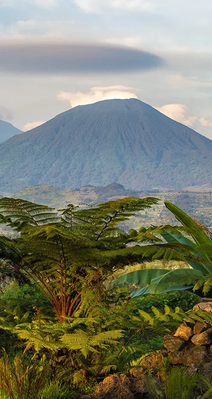 Lush tropical vegetation frames a view of Rwanda’s Virunga volcanoes, with cloud-capped volcanic peaks rising above a patchwork of valleys and forests