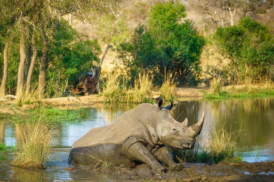 White rhinoceros wallowing in a muddy waterhole in South Africa's Kruger National Park