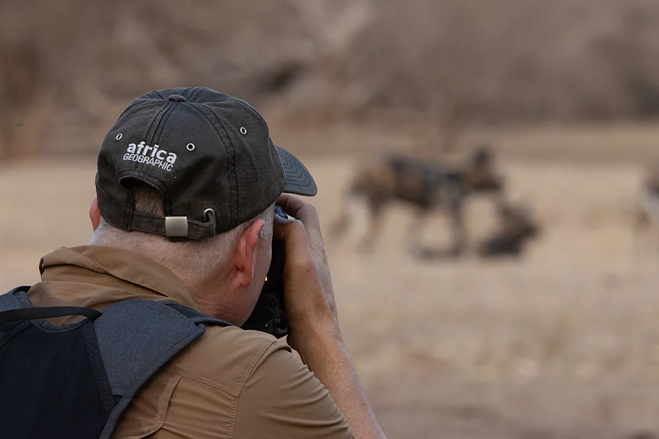 Safari photographer photographing African wild dogs in Mana Pools National Park, Zimbabwe