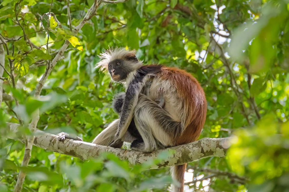 Zanzibar red colobus monkey perched in the trees of Jozani Forest, Zanzibar, Tanzania