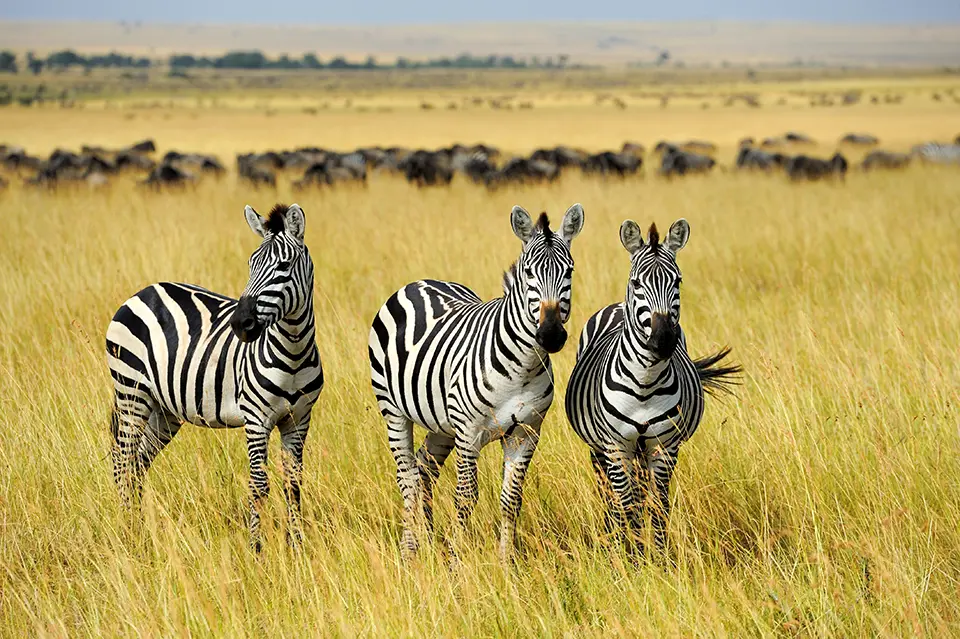 zebra on grassland