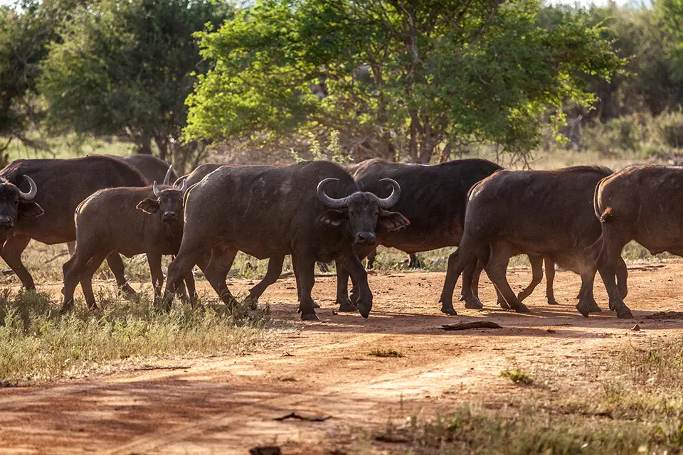 Buffalo in Madikwe
