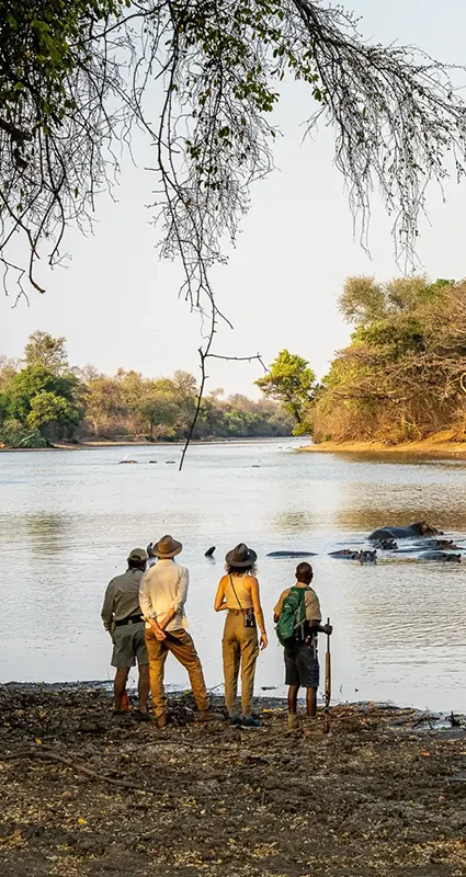 Guests and guides watch a pod of hippos in a river during a walking safari