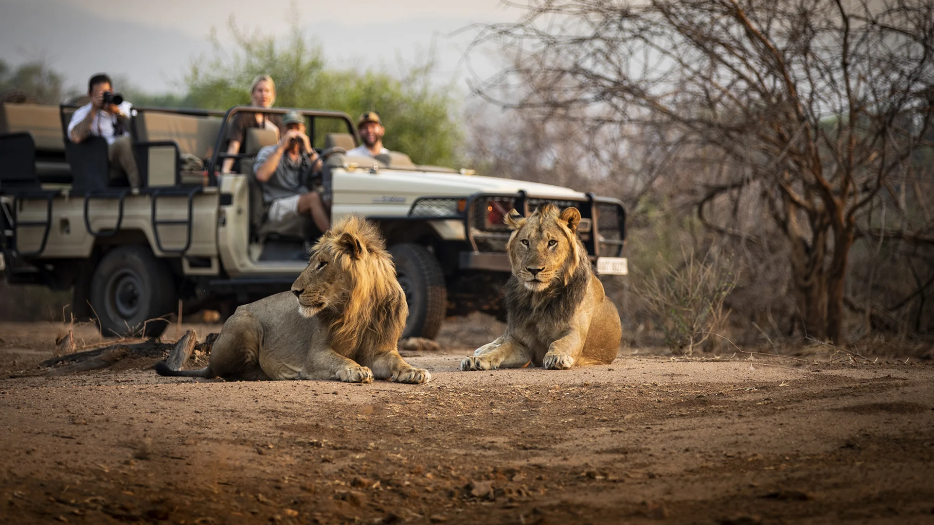 Two male lions resting on a safari track as guests watch from an open game drive vehicle