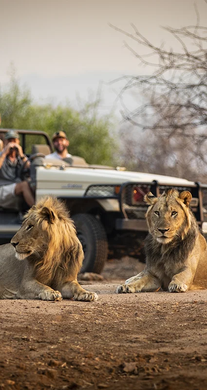 Two male lions resting on a safari track as guests watch from an open game drive vehicle