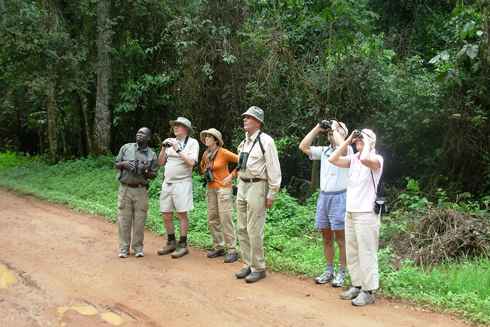 Visitors birdwatching with a guide in Budongo Forest Reserve, Uganda
