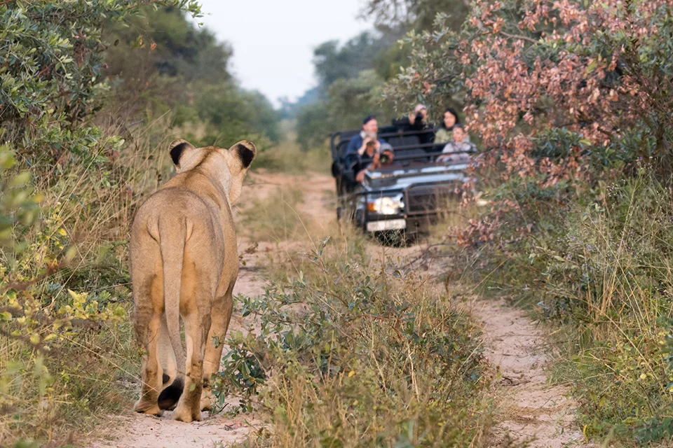 A lioness walks along a bush track toward a safari vehicle carrying guests