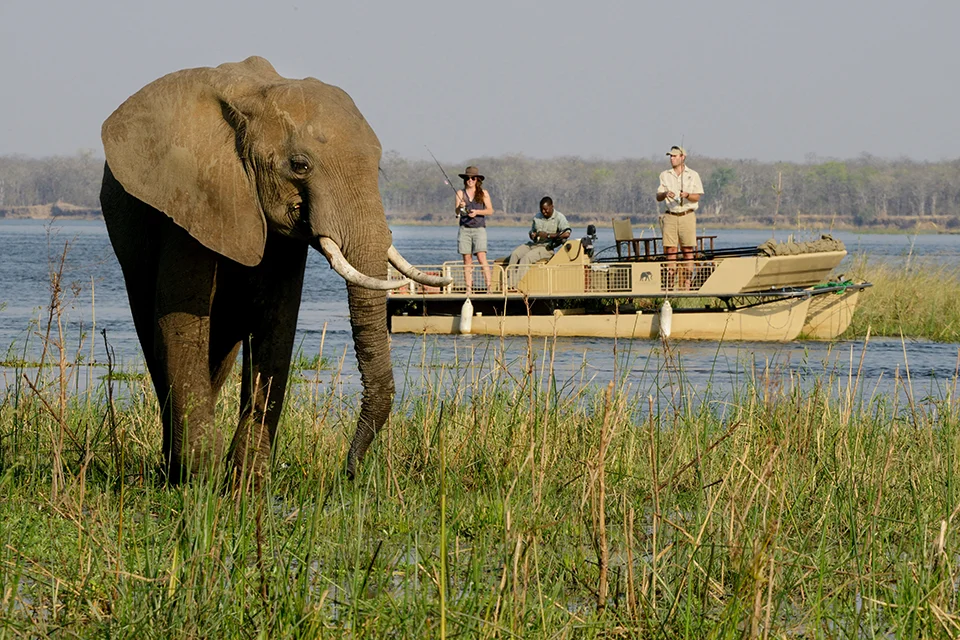 Elephant beside a safari boat on the Zambezi River