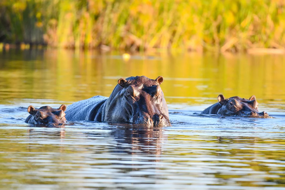 Three hippos swim through calm water, with their heads and backs rising above the surface