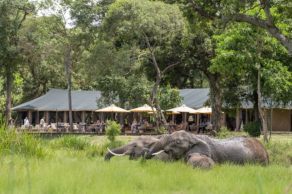 Elephants resting beside Little Governors' Camp in the Maasai Mara
