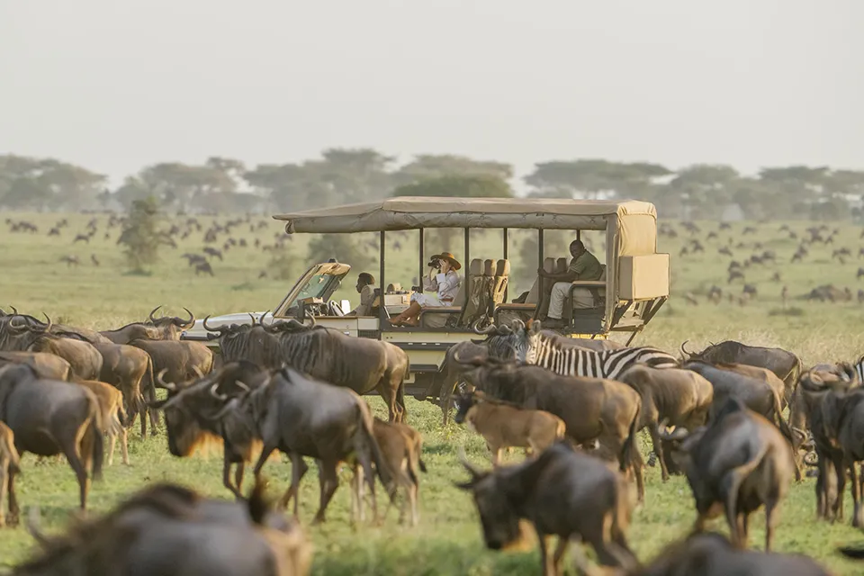 Safari vehicle surrounded by wildebeest and zebra during the Great Migration in the Serengeti