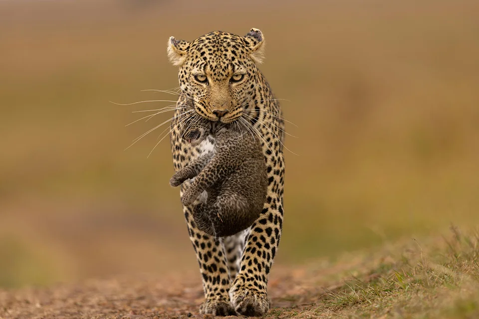 Leopard carrying its cub across the grasslands of Kenya's Maasai Mara National Reserve