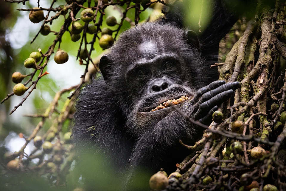 Chimpanzee feeding among fruiting branches in Nyungwe National Park, Rwanda