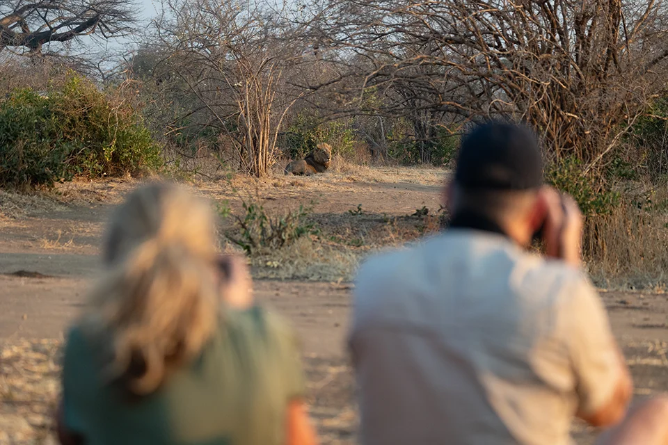 Safari guests watching a lion resting near Chitake Springs in Mana Pools National Park