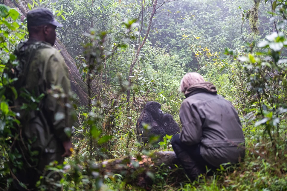 A gorilla trekking guide and visitor observe a mountain gorilla resting in dense, misty rainforest vegetation during a close wildlife encounter
