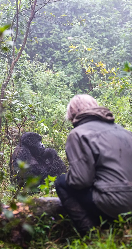 A wildlife guide and visitor observe a mountain gorilla and its infant in a forest during a guided gorilla trekking experience