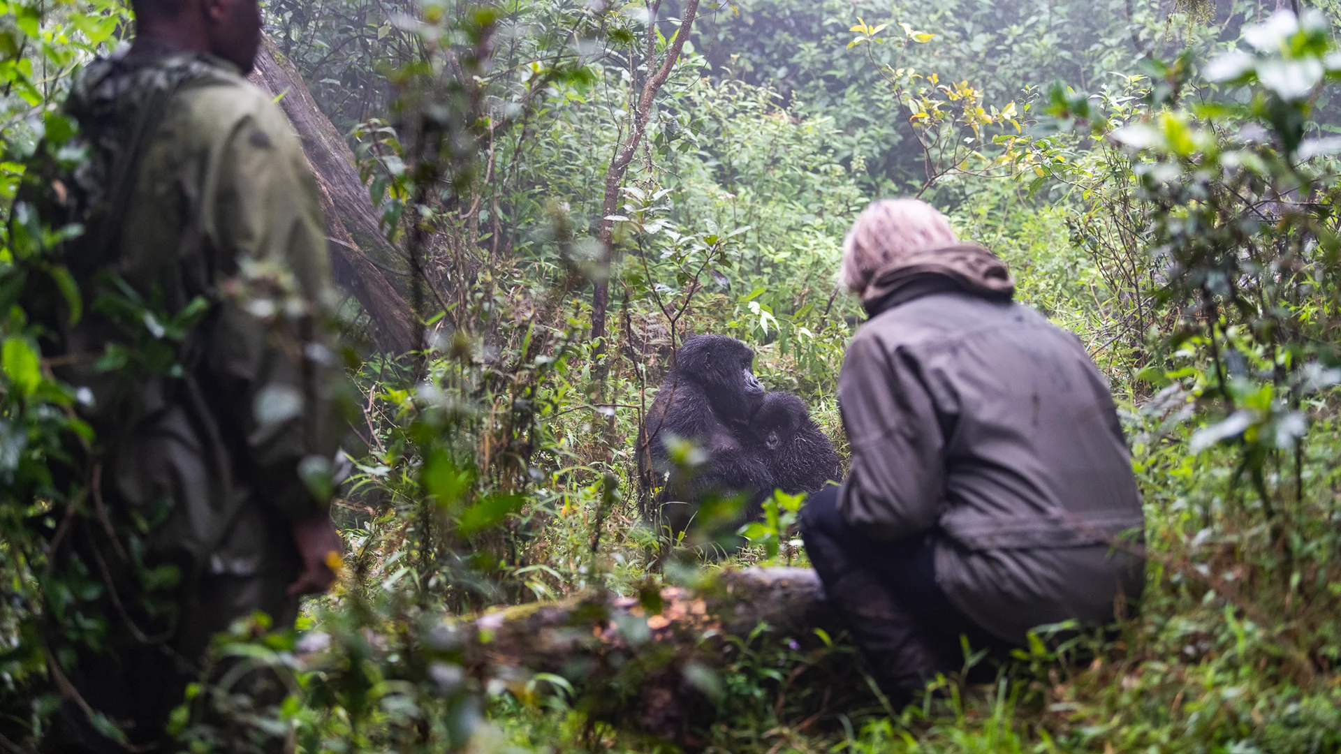A wildlife guide and visitor observe a mountain gorilla and its infant in a forest during a guided gorilla trekking experience