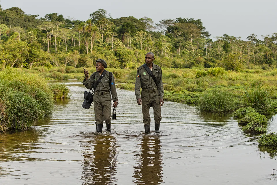 Two conservation rangers wade through a shallow wetland stream, surveying the landscape while carrying field equipment in a remote tropical forest environment