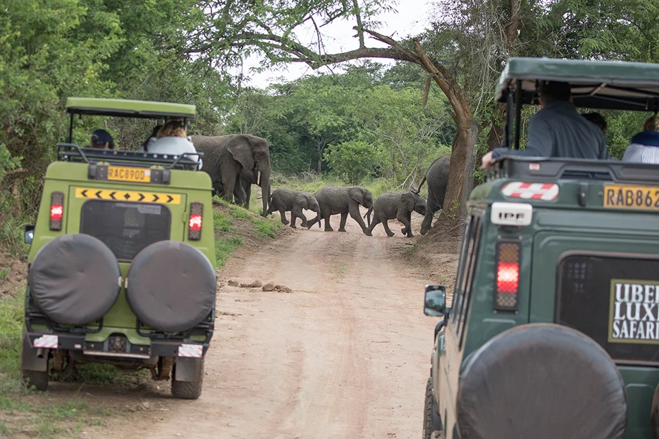 Safari vehicles stopped as a herd of elephants crosses a track in Akagera National Park, Rwanda