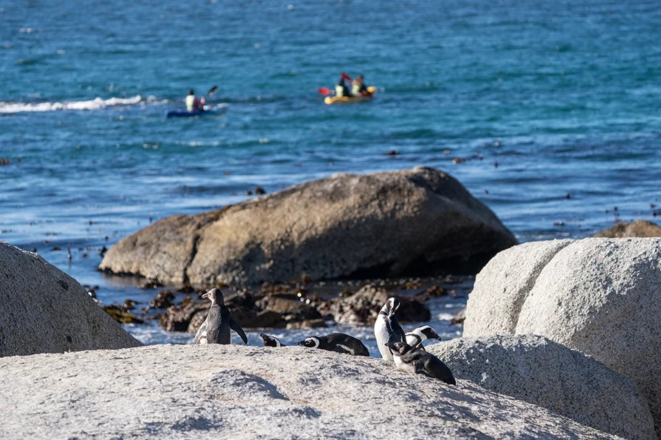 African penguins among granite boulders at Boulders Beach near Cape Town