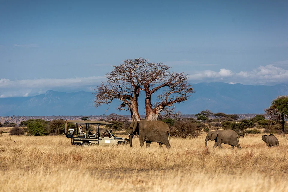 Safari vehicle watching elephants beneath a baobab tree in Tarangire National Park, Tanzania