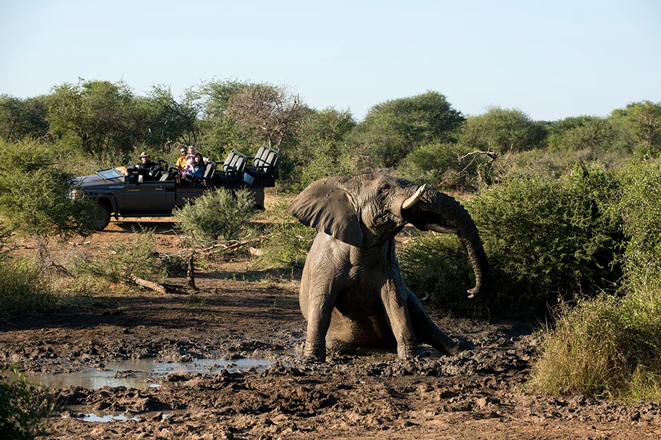 Elephant at a muddy waterhole beside a safari vehicle during a game drive