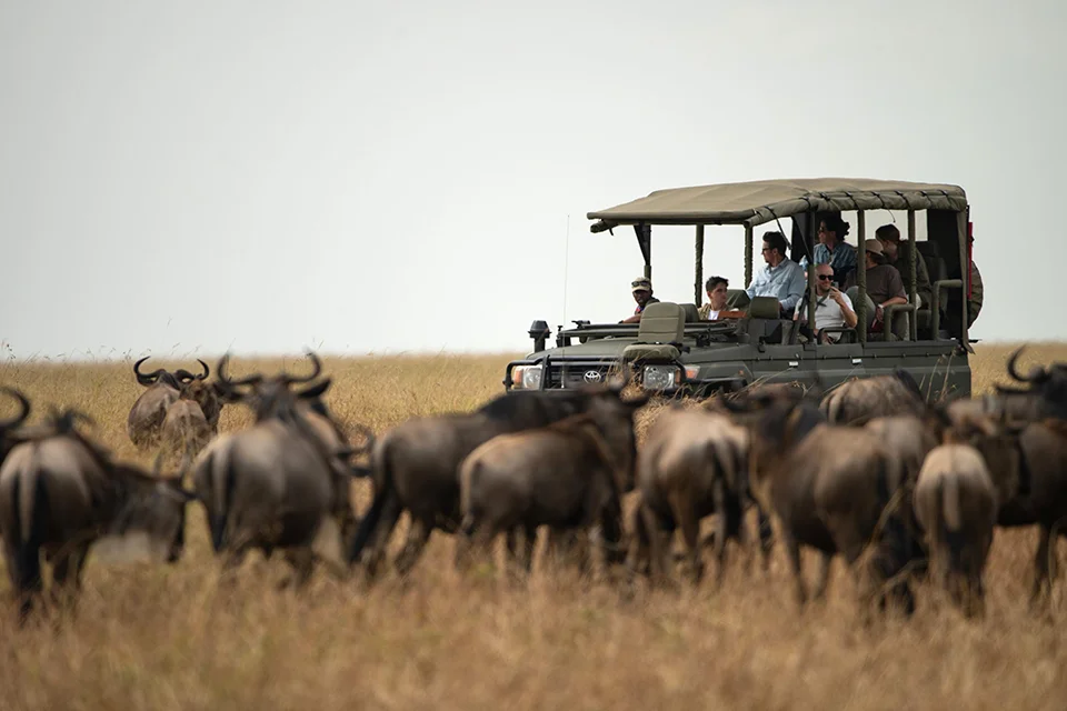 Guests on a game drive watching a herd of wildebeest during the Great Migration in Kenya's Maasai Mara