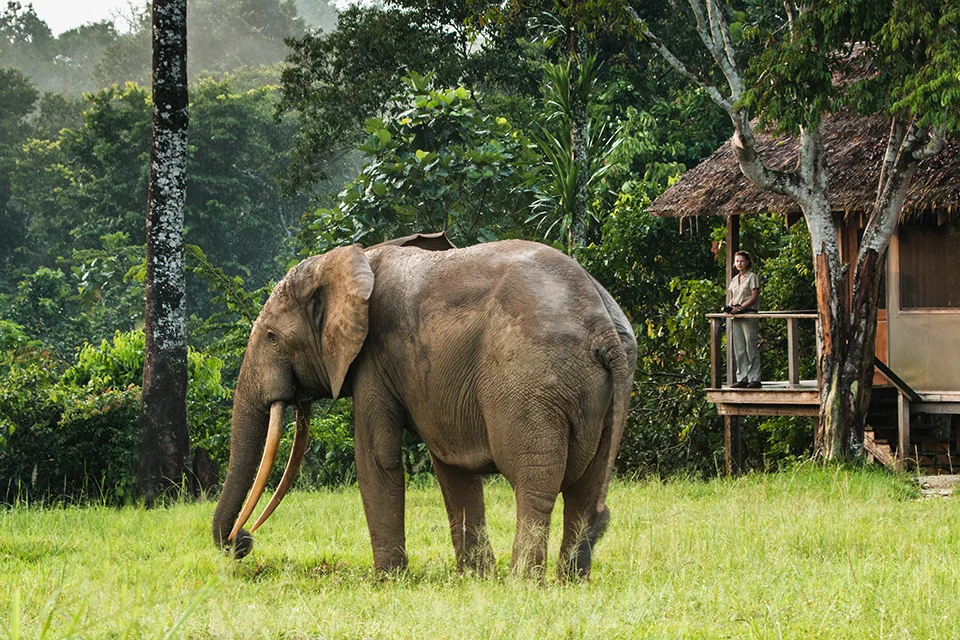 Forest elephant grazing near Mboko Lodge in Odzala-Kokoua National Park, Republic of Congo
