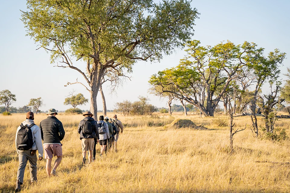 Guests wearing safari clothing and daypacks on a guided walking safari through tall grassland