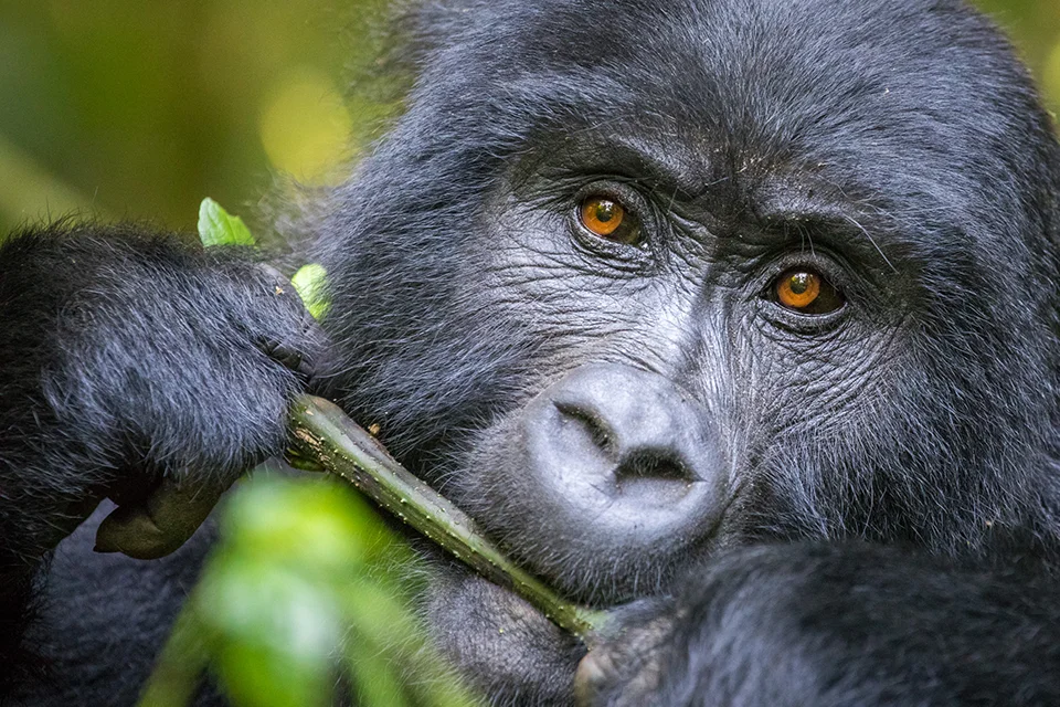 Close-up of a mountain gorilla holding a leafy stem, its amber eyes fixed on the camera amid the rainforest foliage.