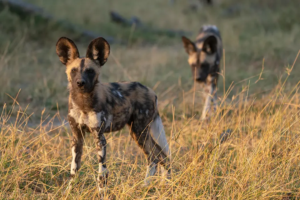 wild dogs in Botswana