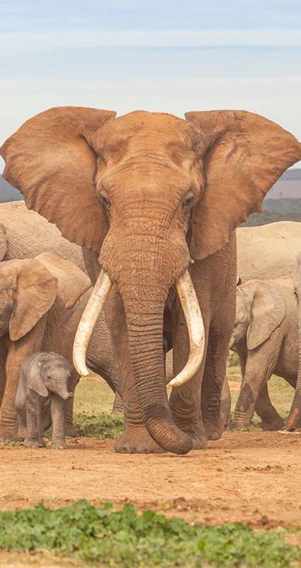 A large bull elephants in Addo