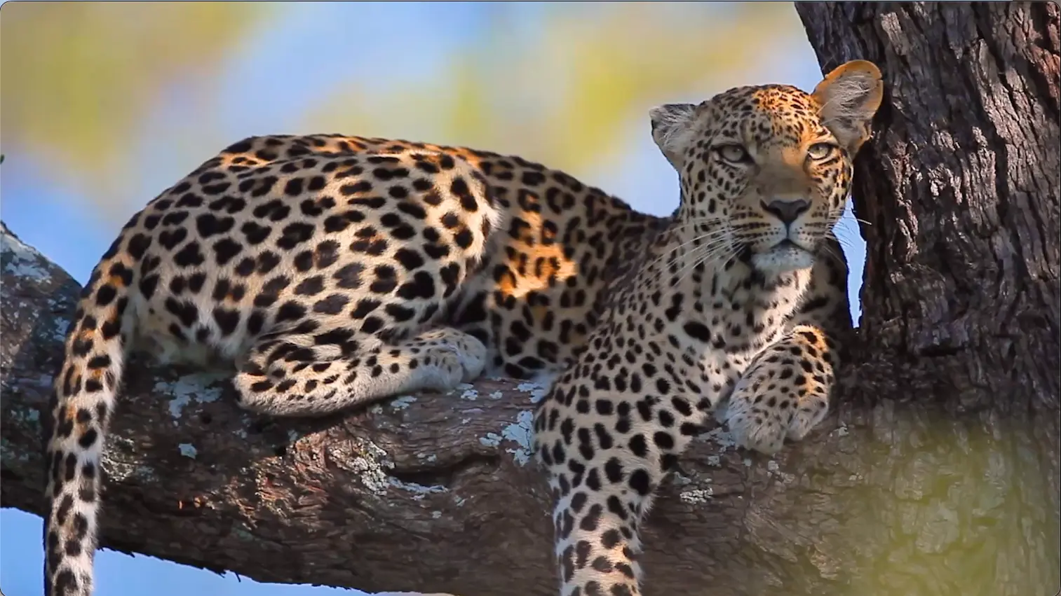 A leopard in a tree in Savuti, Botswana