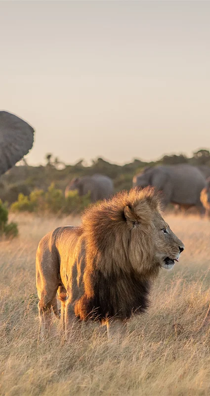 A lion at Kariega Game Reserve