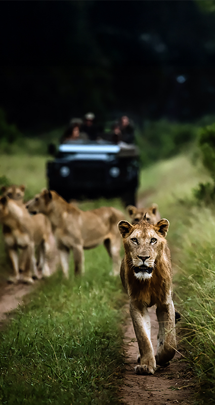 Greater Kruger lion Singita