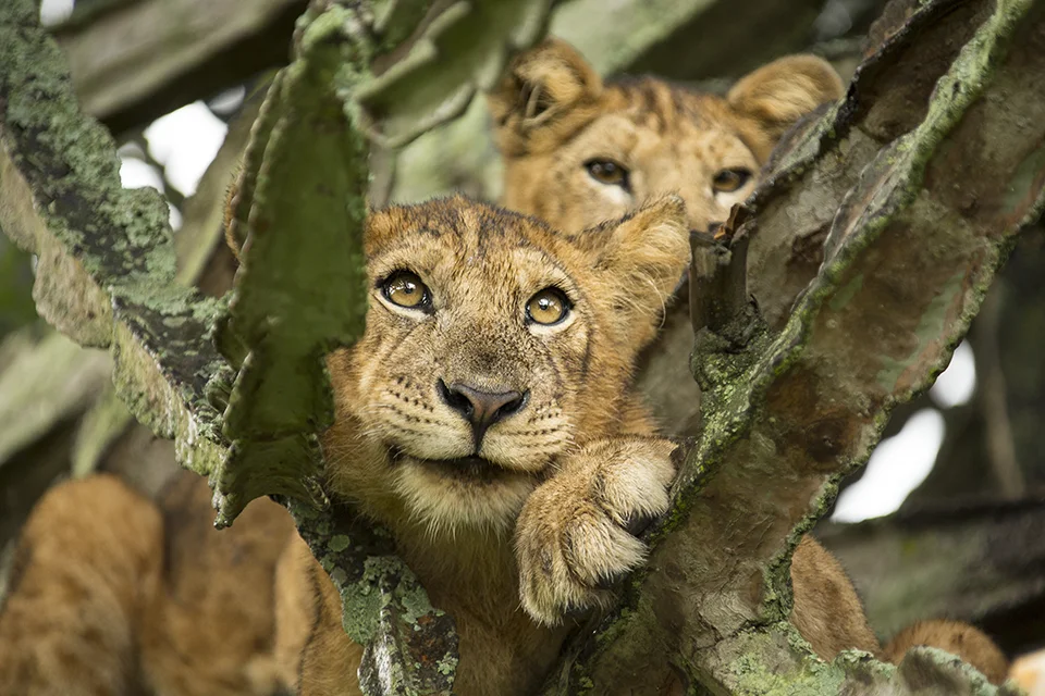 Lion cubs resting in the branches of a fig tree in Queen Elizabeth National Park, Uganda