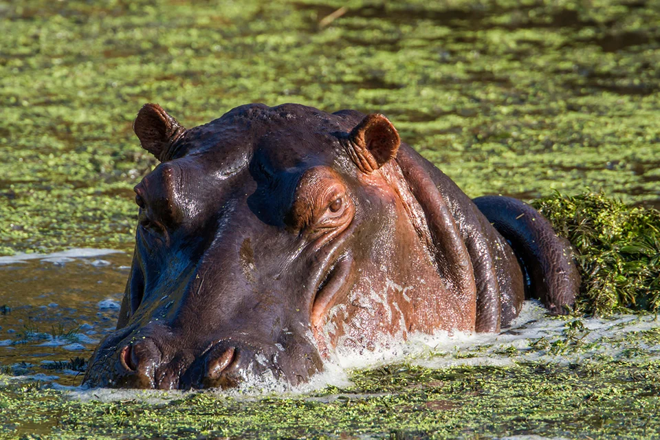 Hippopotamus partially submerged in a green waterhole in Kruger National Park