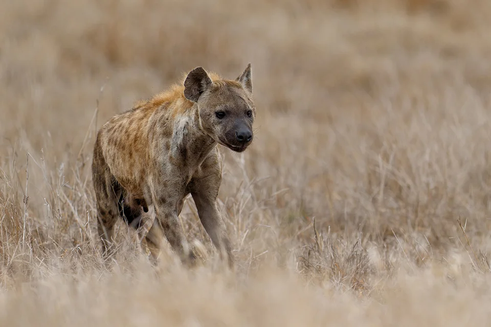 Spotted hyena walking through dry grasslands in Kruger National Park