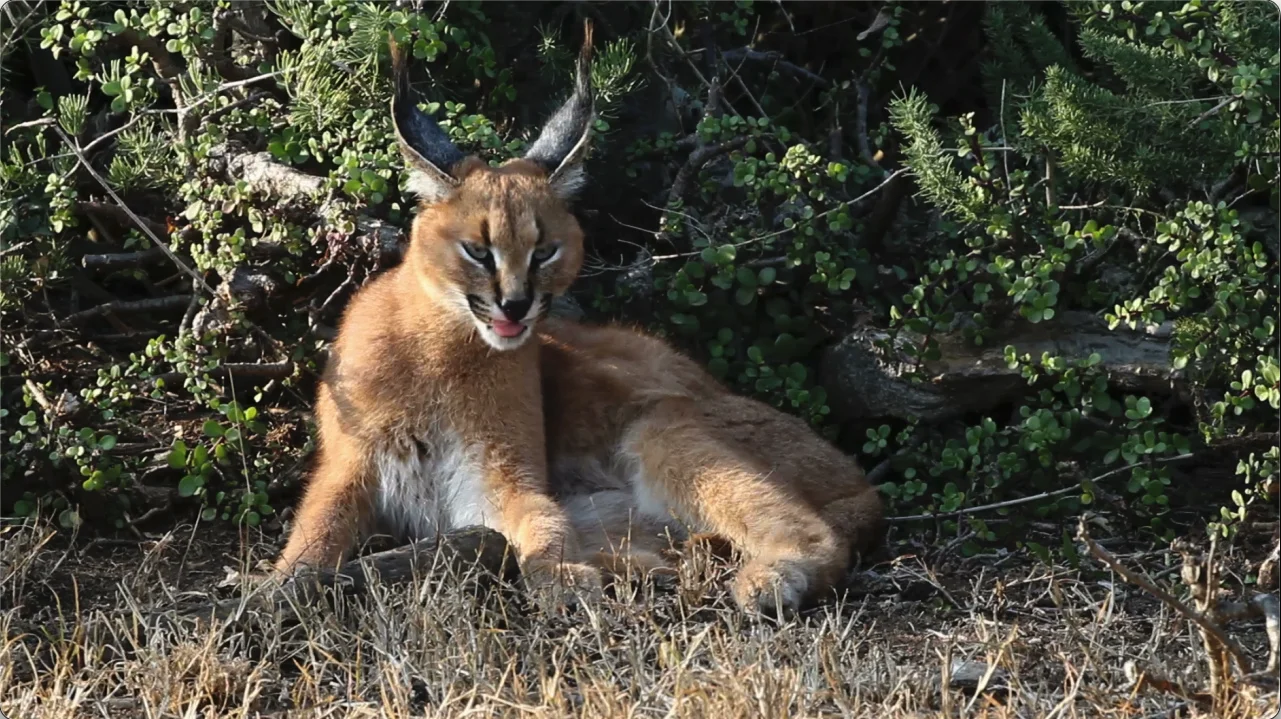 Caracal lynx at Kwandwe