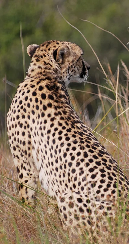 Cheetah at Lalibela Game Reserve