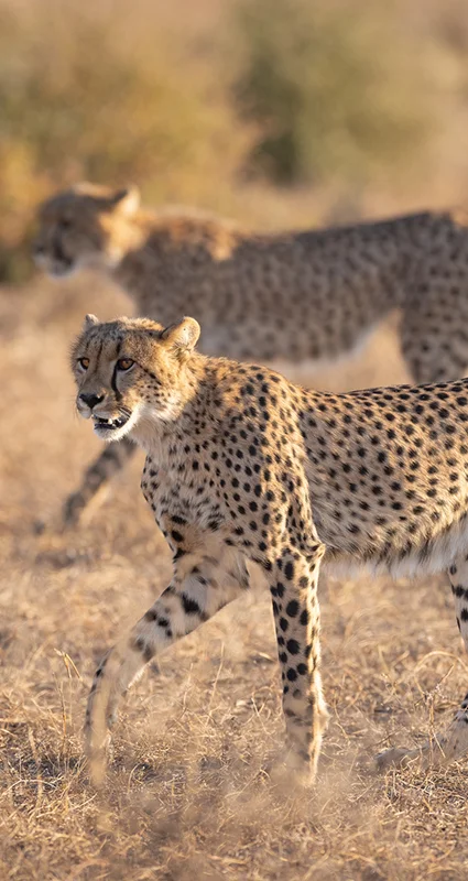 Two cheetahs walking through dry grassland in the Tuli Block, with one cheetah looking directly towards the camera