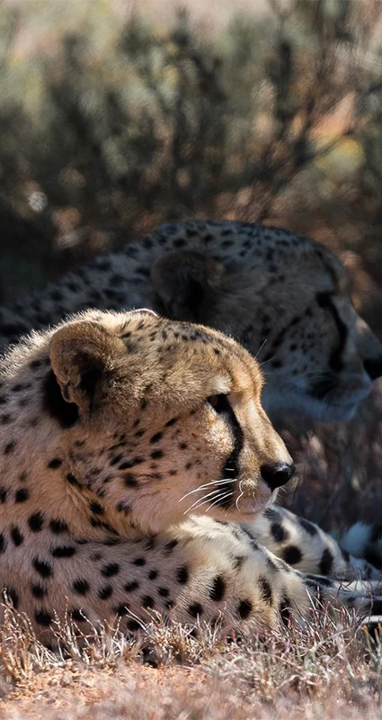 Cheetahs at Pumba Game Reserve