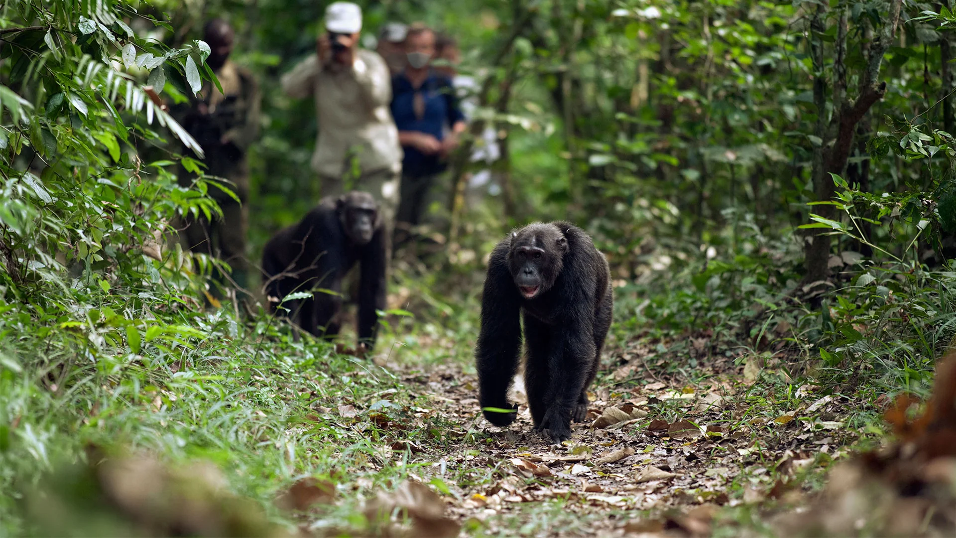 Chimpanzees walking along a forest trail during a guided chimp trekking experience in Queen Elizabeth National Park, Uganda
