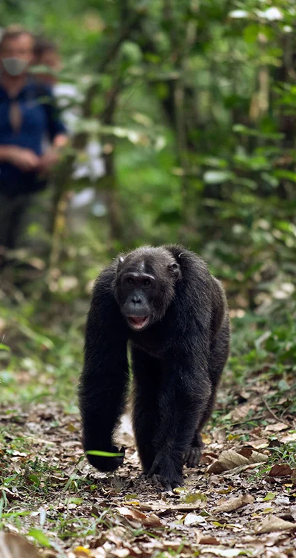 Chimpanzees walking along a forest trail during a guided chimp trekking experience in Queen Elizabeth National Park, Uganda
